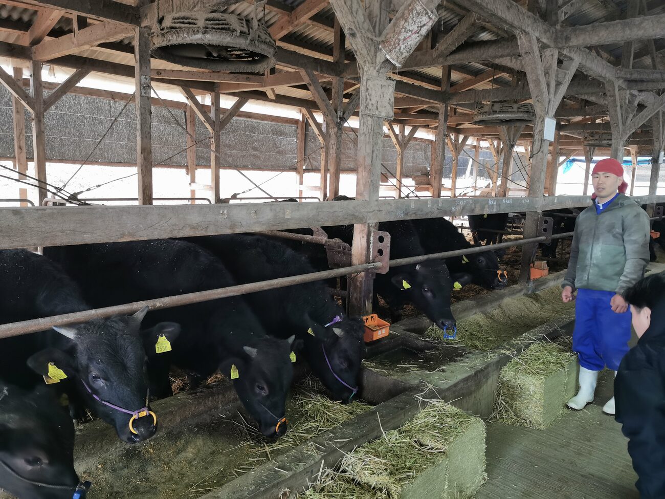 Besuch eines Wagyu-Hofs in der Präfektur Oita