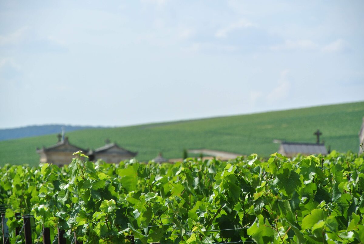 Weinberge der Champagne